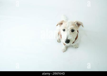 Chien mignon Jack Russell Terrier sur fond blanc isolé Banque D'Images