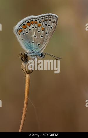 Papillon Bleu commun (Polyommatus icarus) Banque D'Images