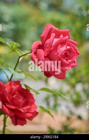 gros plan de roses rouges dans le jardin par jour ensoleillé, pris dans la mise au point sélective avec fond de jardin flou, orientation verticale Banque D'Images