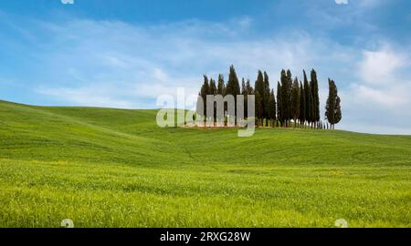 Groupe de cyprès, cyprès (Cupressus sempervirens), Crete Senesi, Toscane, Italie Banque D'Images