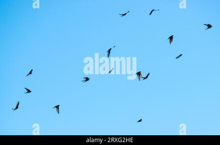 Un troupeau de martins de sable ou martins du Rhin, nominé (Riparia riparia riparia) volant devant un ciel bleu, mer Baltique, île de Fehmarn Banque D'Images