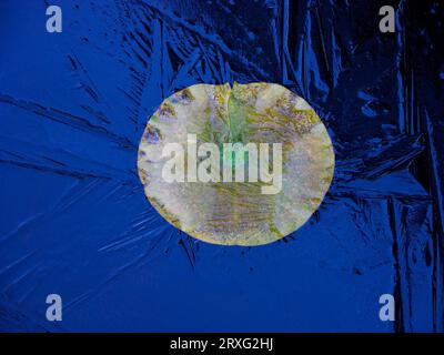 Les nénuphars (Nymphaea) Banque D'Images