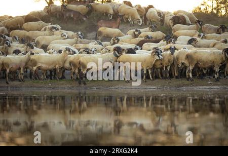 Ripollesa troupeau de moutons (ovella ripollesa) reflété sur un étang au coucher du soleil. Ovis aries. L'Esquirol, Osona, Collsacabra, Cabrerès, Osona Banque D'Images