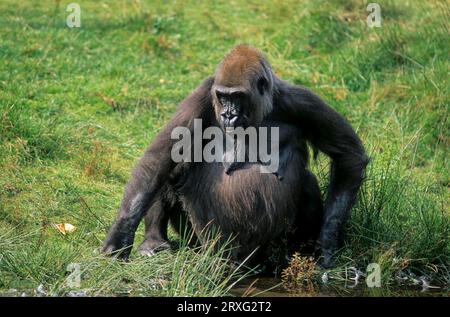 Gorille des basses terres occidentales, femelle, Gorilla g. gorilla Banque D'Images