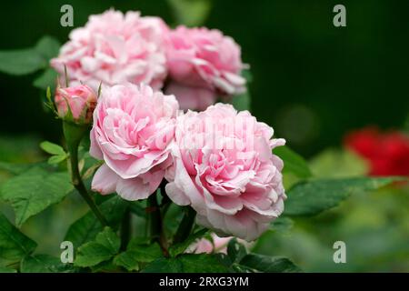 Portland Rose, Jacques Damask Rose (Rosa damascena) Banque D'Images