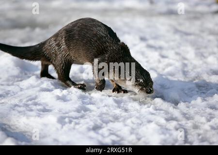 Loutre européenne (Lutra lutra), jouant dans un trou de glace en hiver Banque D'Images