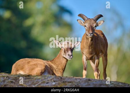 Mouflon européen (Ovis aries musimon), deux animaux, captifs, Allemagne Banque D'Images