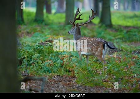 Cerf de jachère (Cervus Dama), debout dans la fougère, Hesse, Allemagne Banque D'Images