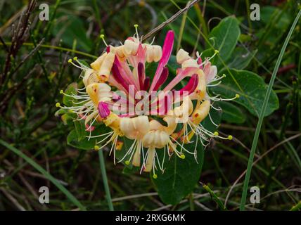 Fleur italienne de chèvrefeuille (Lonicera caprifolium) Banque D'Images