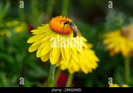 Abeille sueur (HALICTUS SCABIOSAE) sur une fleur éternelle (Helichrysum) Banque D'Images