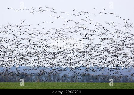 Grande oie à fronton blanc (Anser albifrons) et Barnacle Goose (Branta leucopsis) ou White-fronted Goose dans une troupe mixte au-dessus des zones de pâturage dans Banque D'Images