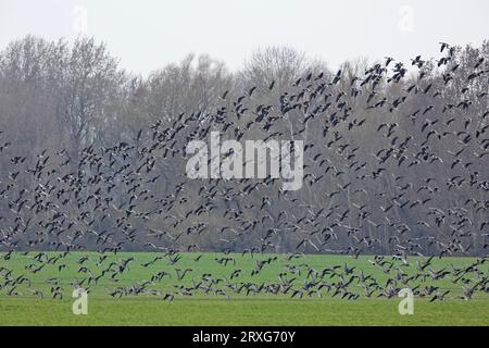 Grande oie à fronton blanc (Anser albifrons) et Barnacle Goose (Branta leucopsis) ou White-fronted Goose dans une troupe mixte au-dessus des zones de pâturage dans Banque D'Images