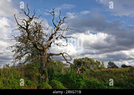 Chêne mort sur un fossé dans les roseaux, bois mort, habitat secondaire, Réserve de biosphère de l'Elbe moyen, Saxe-Anhalt, Allemagne Banque D'Images