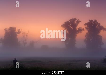 Ambiance brumeuse automnale le matin devant le lever du soleil sur un lac de boeufs dans la forêt inondable, réserve de biosphère de l'Elbe moyen, Saxe-Anhalt Banque D'Images