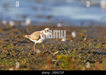 Petit Pluvier annelé (Charadrius dubius), jeune oiseau se nourrissant sur une plate-forme boueuse, Réserve de biosphère de l'Elbe moyen, Saxe-Anhalt, Allemagne Banque D'Images