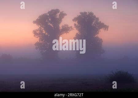 Ambiance brumeuse automnale le matin devant le lever du soleil sur un lac de boeufs dans la forêt inondable, réserve de biosphère de l'Elbe moyen, Saxe-Anhalt Banque D'Images