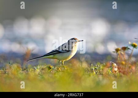 Recherche de nourriture à queue de wagtail jaune de l'Ouest (Motacilla flava), Réserve de biosphère de l'Elbe moyen, Saxe-Anhalt, Allemagne Banque D'Images