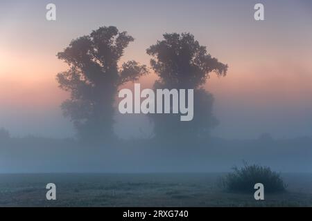 Ambiance brumeuse automnale le matin devant le lever du soleil sur un lac de boeufs dans la forêt inondable, réserve de biosphère de l'Elbe moyen, Saxe-Anhalt Banque D'Images