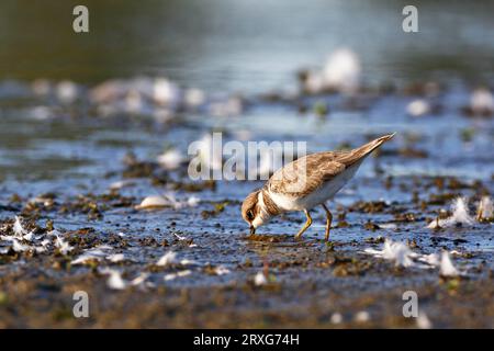 Petit Pluvier annelé (Charadrius dubius), jeune oiseau se nourrissant sur une plate-forme boueuse, Réserve de biosphère de l'Elbe moyen, Saxe-Anhalt, Allemagne Banque D'Images