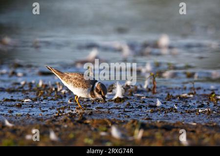 Petit Pluvier annelé (Charadrius dubius), jeune oiseau se nourrissant sur une plate-forme boueuse, Réserve de biosphère de l'Elbe moyen, Saxe-Anhalt, Allemagne Banque D'Images