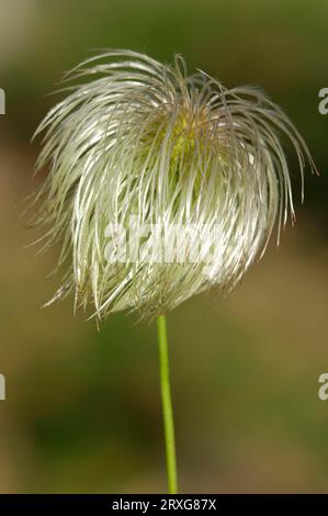 Clématis (Clematis orientalis), fructification Banque D'Images