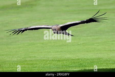 Condor andin (Vultur gryphus), juvénile Banque D'Images