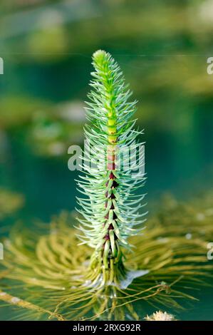 Marestail, Rhénanie du Nord-Westphalie, Allemagne (Hippuris vulgaris), queue mares commune Banque D'Images