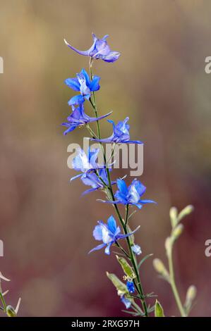 Fusée Larkspur, Provence, Sud de la France (Delphinium ajacis) (Consolida ambigua), Sud de la France, King's Larkspur, Field Larkspur Banque D'Images