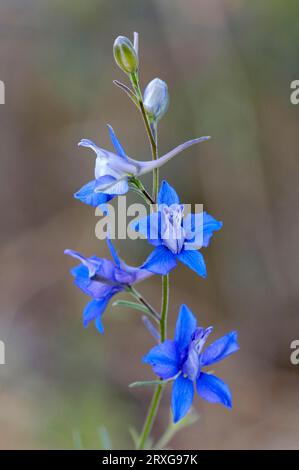 Fusée Larkspur, Provence, Sud de la France (Delphinium ajacis) (Consolida ambigua), Sud de la France, King's Larkspur, Field Larkspur Banque D'Images