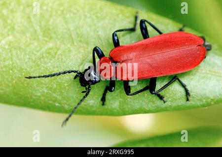 Beetle de feu écarlate, Rhénanie du Nord-Westphalie, Allemagne (Pyrochroa coccinea) Banque D'Images