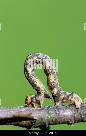 Willow Beauty (Peribatodes rhomboidaria), chenille, Rhénanie du Nord-Westphalie, Allemagne, Europe Banque D'Images