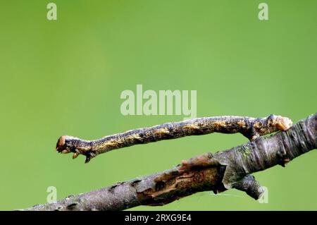 Willow Beauty (Peribatodes rhomboidaria), chenille, Rhénanie du Nord-Westphalie, Allemagne Banque D'Images