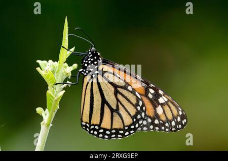 Papillon monarque (Danaus plexippus), côté Banque D'Images