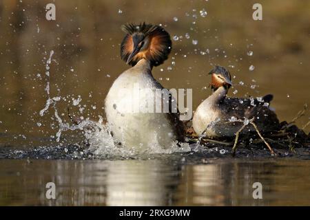 Grands grèbes à crête (Podiceps cristatus), paire, exposition de cour, Basse-Saxe, Allemagne Banque D'Images