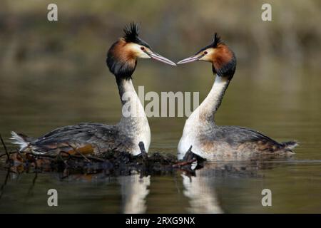 Grands grèbes à crête (Podiceps cristatus), paire, exposition de cour, Basse-Saxe, Allemagne Banque D'Images