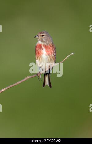 Linnet (Carduelis cannabina), mâle (Acanthis cannabina), Allemagne Banque D'Images