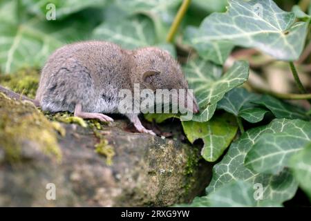 Musaraignée à dents blanches (Crocidura russula), musaraignée, Allemagne Banque D'Images