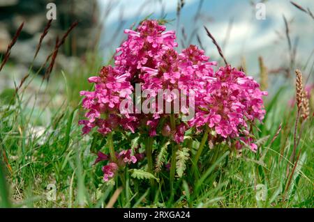 Loupe verticillée à cheval (Pedicularis verticillata), haute Savoie, Alpes, France Banque D'Images