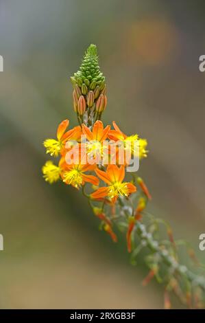 Bulbine africaine jaune, Kenya (Bulbine frutescens) Banque D'Images