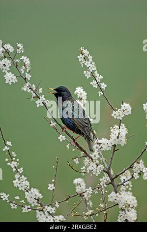 Étournois (Sturnus vulgaris), Brandebourg, Allemagne Banque D'Images