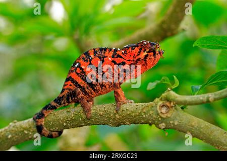 Caméléon panthère (Furcifer pardalis), mâle, Madagascar (Chamaeleo pardalis), latéral Banque D'Images