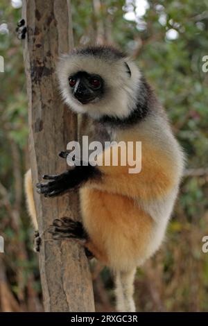 Sifaka soyeux, périnette (Propithecus diadema candidus), Madagascar Banque D'Images