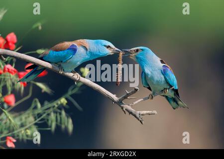 Rouleaux européens (Coracias garrulus), paire, accouplement de l'alimentation avec scolopender, Bulgarie Banque D'Images