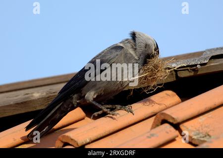 Dâche de l'Ouest (Corvus monedula) (Coloeus monedula) avec matériel de nidification, Hesse, Allemagne Banque D'Images