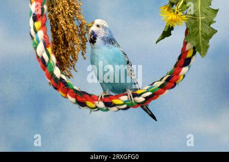 Budgie (Melopsittacus undulatus), femelle, bleu clair opalin, mange du millet Banque D'Images