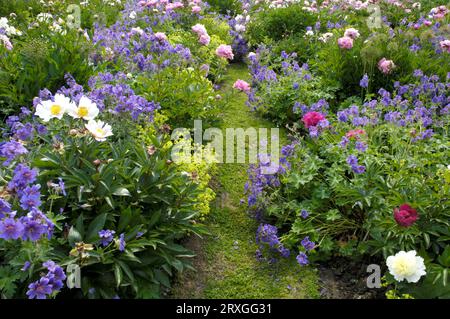 Parterre de fleurs avec bec de grue (Géranium x magnificum) Banque D'Images