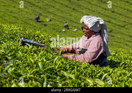 Cueilleur de thé avec téléphone moibile à la plantation à Munnar, Kerala, Inde Banque D'Images