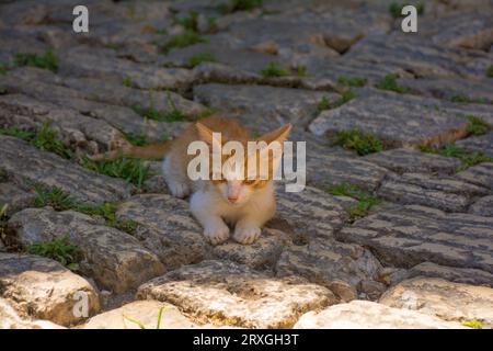 Un chaton de rue se trouve à l'ombre dans le centre historique de la vieille ville de Rovinj en Istrie, Croatie Banque D'Images