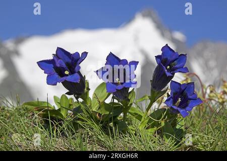 Clusius's Gentian, Grossglockner, Parc national du Haut-Tauern, Autriche (Gentiana clusii), alpes Banque D'Images