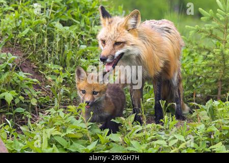 Renard rouge américain (Vulpes vulpes fulva) avec ourson, Amerikanischer Rotfuchs mit Jungtier / Banque D'Images